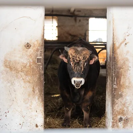 公寓 U Bizona Cunkov