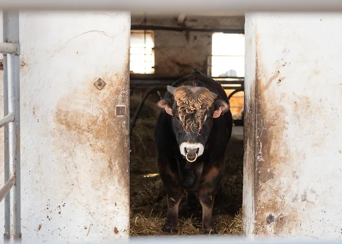 Apartman U Bizona Cunkov